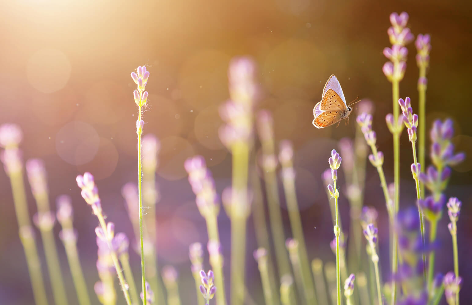 Butterfly in Lavender field at sunset