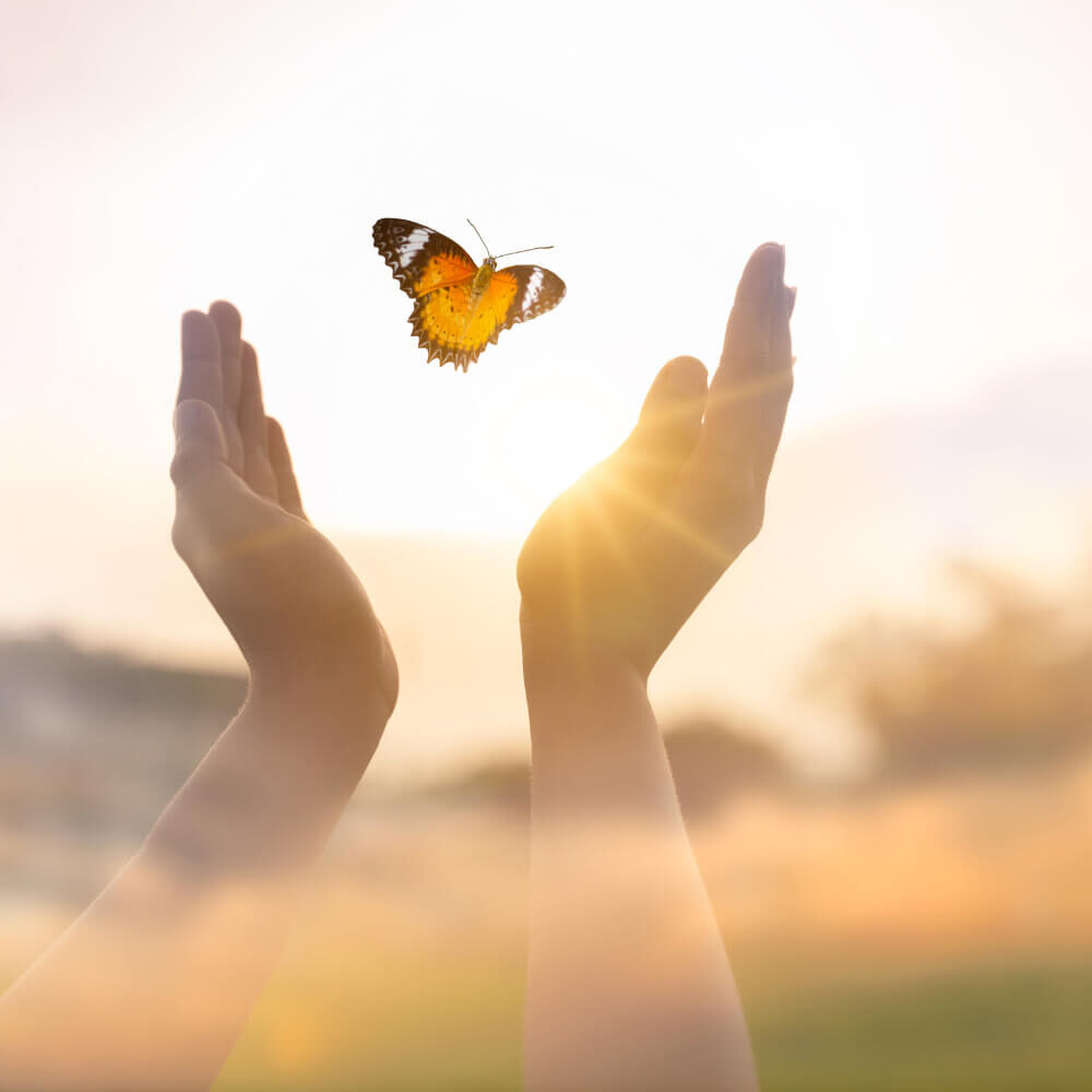 Holding a Butterfly on their hands