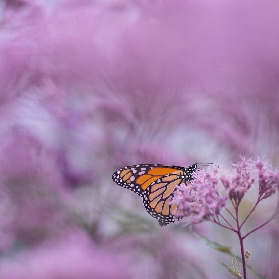 brown and white butterfly on purple petaled flower